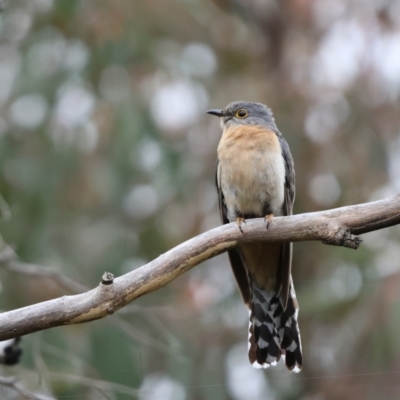 Cacomantis flabelliformis (Fan-tailed Cuckoo) at Carwoola, NSW - 1 Dec 2022 by Liam.m