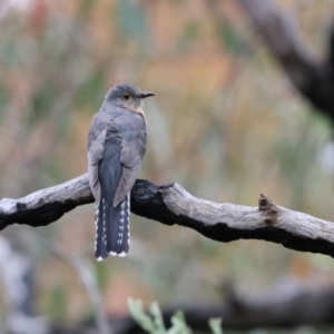 Cacomantis flabelliformis at Carwoola, NSW - 1 Dec 2022