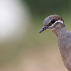 Phaps chalcoptera (Common Bronzewing) at QPRC LGA - 30 Nov 2022 by Liam.m