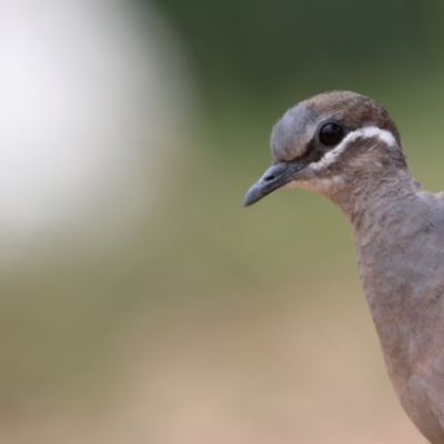 Phaps chalcoptera (Common Bronzewing) at Carwoola, NSW - 30 Nov 2022 by Liam.m