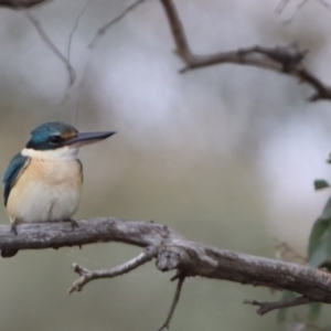 Todiramphus sanctus at Carwoola, NSW - 1 Dec 2022