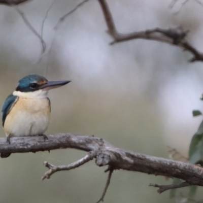 Todiramphus sanctus (Sacred Kingfisher) at Carwoola, NSW - 1 Dec 2022 by Liam.m