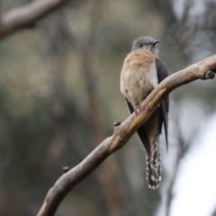 Cacomantis flabelliformis (Fan-tailed Cuckoo) at Carwoola, NSW - 30 Nov 2022 by Liam.m