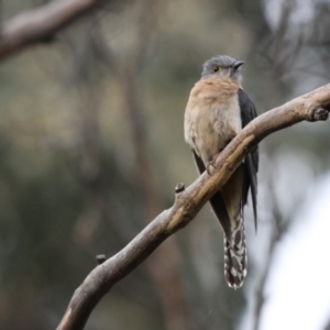 Cacomantis flabelliformis at Carwoola, NSW - 1 Dec 2022