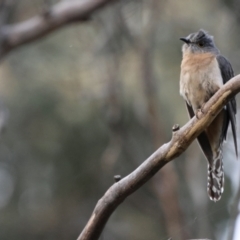 Cacomantis flabelliformis at Carwoola, NSW - 1 Dec 2022