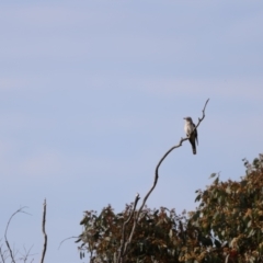 Cacomantis pallidus (Pallid Cuckoo) at QPRC LGA - 2 Dec 2022 by Liam.m