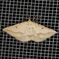 Taxeotis stereospila (Taxeotis stereospila) at O'Connor, ACT - 3 Dec 2022 by ibaird