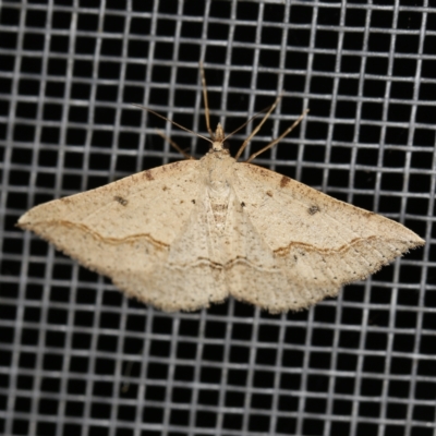 Taxeotis stereospila (Oval-spot Taxeotis (Oenochrominae)) at O'Connor, ACT - 3 Dec 2022 by ibaird