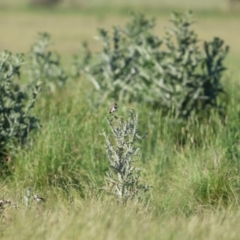 Epthianura albifrons (White-fronted Chat) at QPRC LGA - 3 Dec 2022 by Liam.m