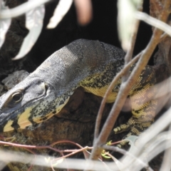 Varanus varius (Lace Monitor) at Lions Youth Haven - Westwood Farm - 4 Dec 2022 by HelenCross