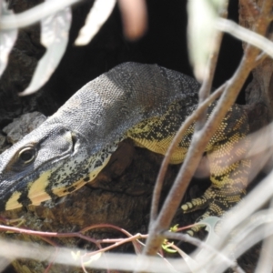 Varanus varius at Kambah, ACT - suppressed