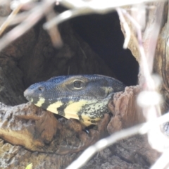 Varanus varius at Kambah, ACT - 4 Dec 2022