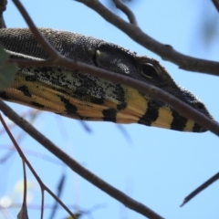 Varanus varius at Kambah, ACT - suppressed