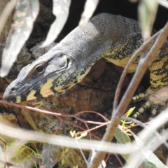 Varanus varius at Kambah, ACT - suppressed