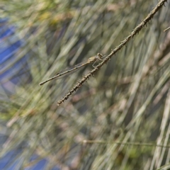 Austrolestes leda (Wandering Ringtail) at Higgins, ACT - 3 Dec 2022 by Trevor