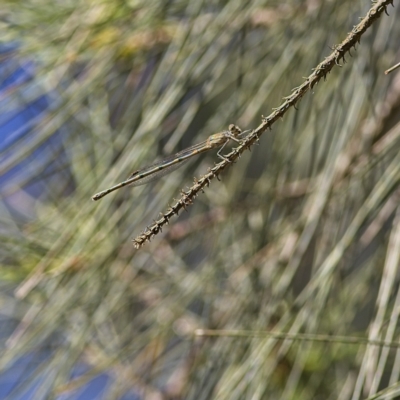 Austrolestes leda (Wandering Ringtail) at Higgins Woodland - 3 Dec 2022 by Trevor