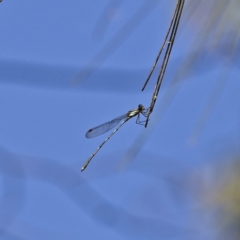 Austrolestes leda at Higgins, ACT - 4 Dec 2022 10:44 AM