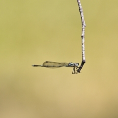 Austrolestes leda at Higgins, ACT - 4 Dec 2022 10:44 AM