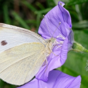 Pieris rapae at Downer, ACT - 4 Dec 2022