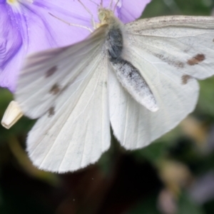 Pieris rapae at Downer, ACT - 4 Dec 2022