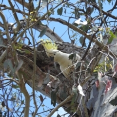 Cacatua galerita (Sulphur-crested Cockatoo) at Kambah, ACT - 4 Dec 2022 by HelenCross