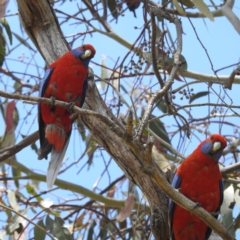 Platycercus elegans (Crimson Rosella) at Lions Youth Haven - Westwood Farm A.C.T. - 4 Dec 2022 by HelenCross