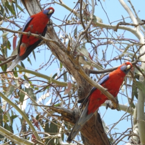 Platycercus elegans at Stromlo, ACT - 4 Dec 2022