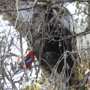 Platycercus elegans at Stromlo, ACT - suppressed