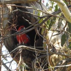 Platycercus elegans at Stromlo, ACT - suppressed