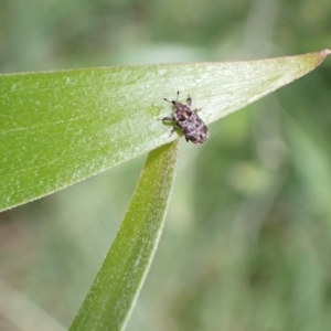 Neolaemosaccus sp. (genus) at Murrumbateman, NSW - 30 Nov 2022