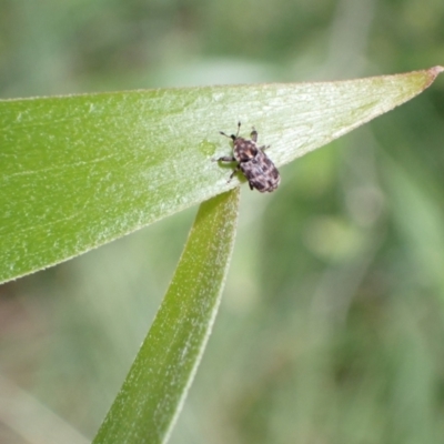 Neolaemosaccus sp. (genus) (A weevil) at Murrumbateman, NSW - 30 Nov 2022 by SimoneC