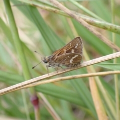 Taractrocera papyria (White-banded Grass-dart) at Murrumbateman, NSW - 1 Dec 2022 by SimoneC