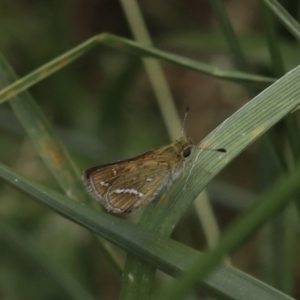 Taractrocera papyria at Murrumbateman, NSW - 3 Dec 2022 02:15 PM