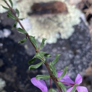 Tetratheca bauerifolia at Conder, ACT - 4 Dec 2022