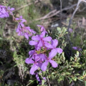 Tetratheca bauerifolia at Conder, ACT - 4 Dec 2022 11:41 AM