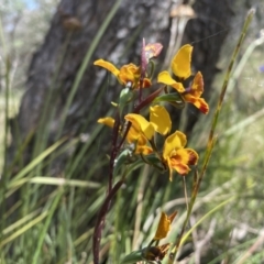 Diuris semilunulata (Late Leopard Orchid) at Conder, ACT - 4 Dec 2022 by Shazw