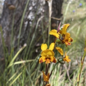 Diuris semilunulata at Conder, ACT - 4 Dec 2022