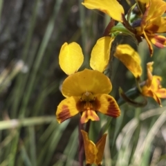 Diuris semilunulata at Conder, ACT - suppressed