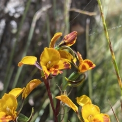 Diuris semilunulata at Conder, ACT - 4 Dec 2022