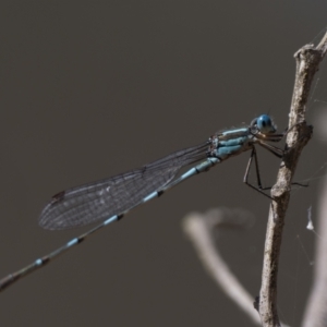 Austrolestes leda at Throsby, ACT - 4 Dec 2022