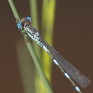 Austrolestes leda at Throsby, ACT - 4 Dec 2022