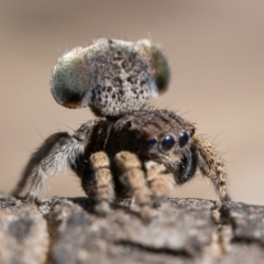 Maratus vespertilio (Bat-like peacock spider) at Mulligans Flat - 3 Dec 2022 by patrickcox