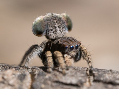 Maratus vespertilio (Bat-like peacock spider) at Throsby, ACT - 3 Dec 2022 by patrickcox