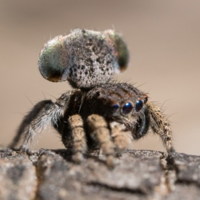 Maratus vespertilio (Bat-like peacock spider) at Throsby, ACT - 3 Dec 2022 by patrickcox