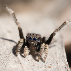 Maratus vespertilio at Throsby, ACT - 4 Dec 2022