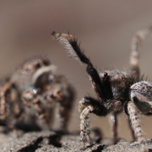 Maratus vespertilio at Throsby, ACT - 4 Dec 2022