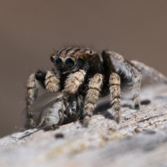Maratus vespertilio (Bat-like peacock spider) at Throsby, ACT - 4 Dec 2022 by patrickcox