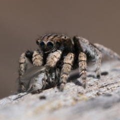 Maratus vespertilio (Bat-like peacock spider) at Throsby, ACT - 3 Dec 2022 by patrickcox