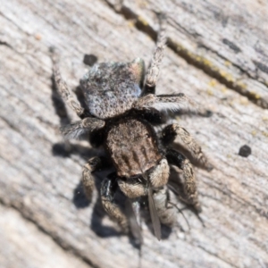 Maratus vespertilio at Throsby, ACT - 4 Dec 2022