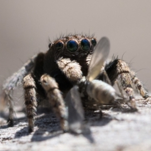 Maratus vespertilio at Throsby, ACT - 4 Dec 2022